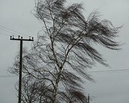 МЧС предупредило об усилении ветра на территории Волгоградской области
