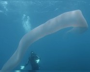 Дайверы обнаружили под водой странное 8-метровое существо
