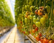 В Волгоградской области растет производство овощей