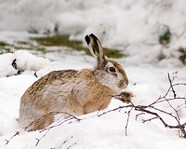В регионе закрывается охота на зайца-русака