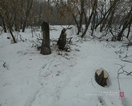 В Урюпинском районе расследуют дело по факту незаконной рубки лесных насаждений