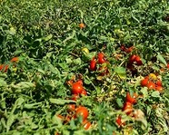 На полях Волгоградской области отмечают рост урожая бахчевых и овощей