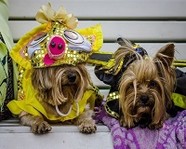 Волгоградцев приглашают на собачий карнавал