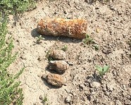 В Волгограде рядом с пляжем нашли снаряды времен войны
