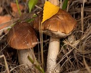 В Волгоградской области с начала года грибами отравилось 77 человек