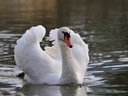 В Камышине сделают озеро для лебедей за 1,4 млн рублей