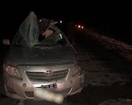Под Волгоградом сбитый лось проломил крышу машины
