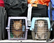 За котов, погибших в багажном отделении самолёта, заплатят компенсацию