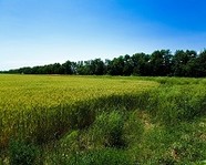 В Волгоградской области поля обработали от саранчи
