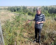 Под Волгоградом участковый нашёл марихуану у местного жителя