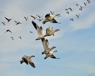 В Волгоградской области открывается сезон охоты на птиц