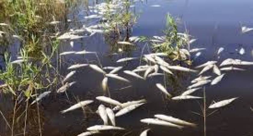 Волгоградец заплатит за лов «электроудочкой» 100 тысяч рублей