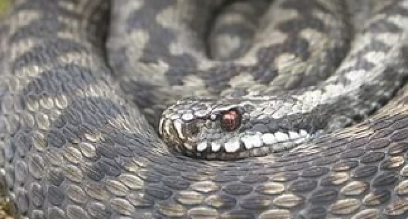 В Волгограде змеи начали заползать в квартиры