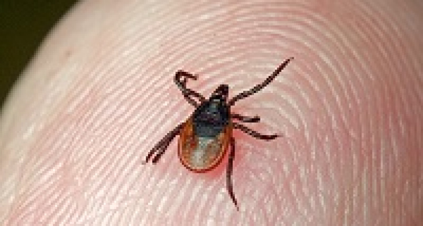 В Волгоградской области есть смертельный случай укуса клеща