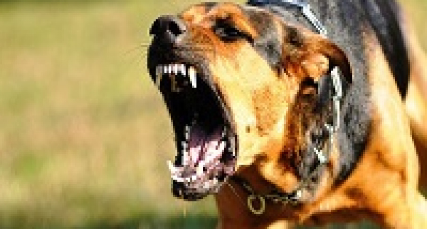 В России могут ввести штраф за выгул опасных собак без намордника